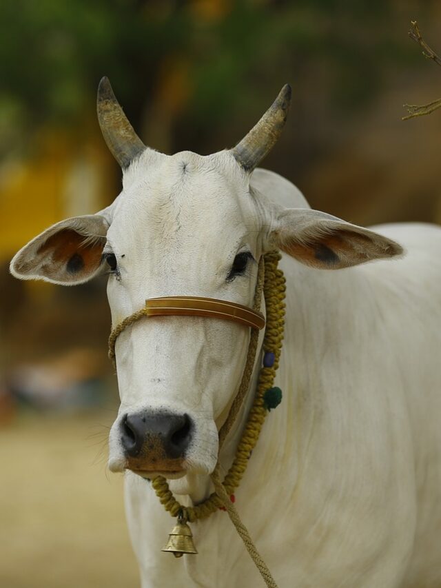 गाय को रोटी खिलाने से मिलते जबरदस्त फायदे, आज से ही रखें ध्यान