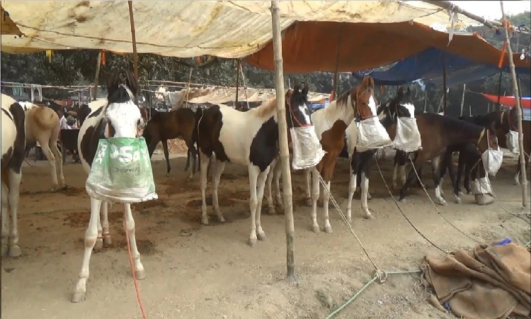 Biggest cattle fair: बिहार के इस जगह लगने जा रहा सबसे बड़ा पशु मेला, जानें कब से होगा शुरू