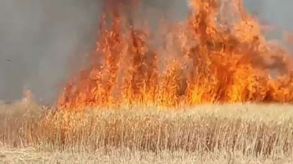 बिहार के इस जिले में सैकड़ों बीघा गेंहूं की फसल जलकर राख, किसानों ने सरकार से मांगा मुआवजा