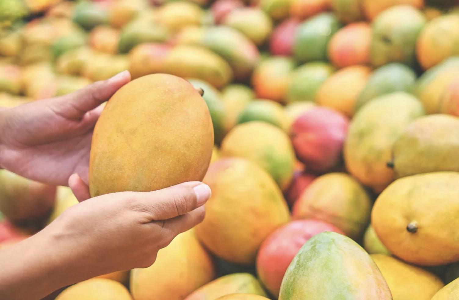 Mango: आम खाने से पहले करें ये काम, वरना हो सकते है कई नुक्सान