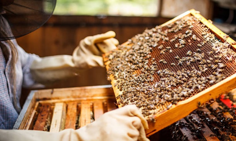 Honey Bee Farming: अब मधुमक्खी पालन के लिए मिलेगा 80 प्रतिशत सब्सिडी, जानें कैसे पाएंगे लाभ